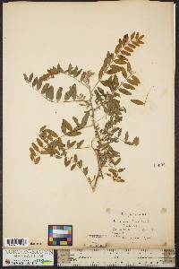 Astragalus canadensis image