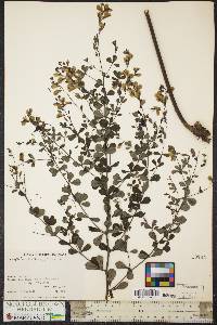 Baptisia tinctoria image