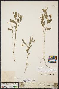 Crotalaria sagittalis image