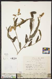 Crotalaria sagittalis image