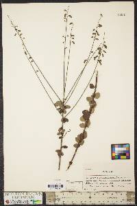 Desmodium ciliare image