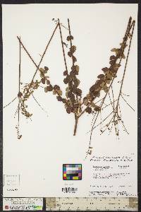 Desmodium ciliare image