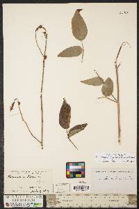 Desmodium laevigatum image