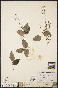 Desmodium laevigatum image