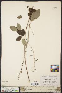 Desmodium laevigatum image