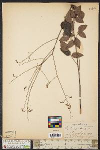 Desmodium laevigatum image