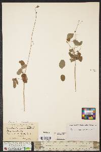 Desmodium lineatum image