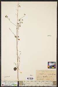 Desmodium marilandicum image