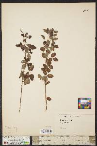 Desmodium marilandicum image