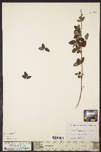 Desmodium marilandicum image