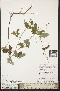 Desmodium perplexum image