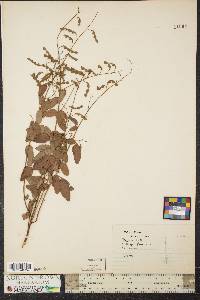 Desmodium dillenii image