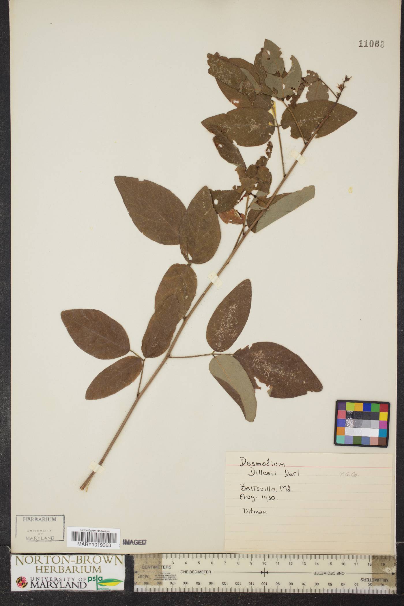 Desmodium dillenii image