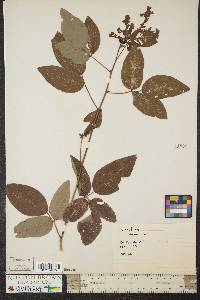 Desmodium dillenii image