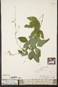 Desmodium perplexum image