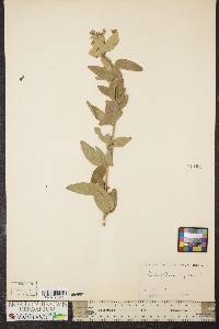 Desmodium rigidum image