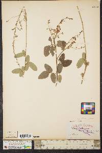 Desmodium rigidum image