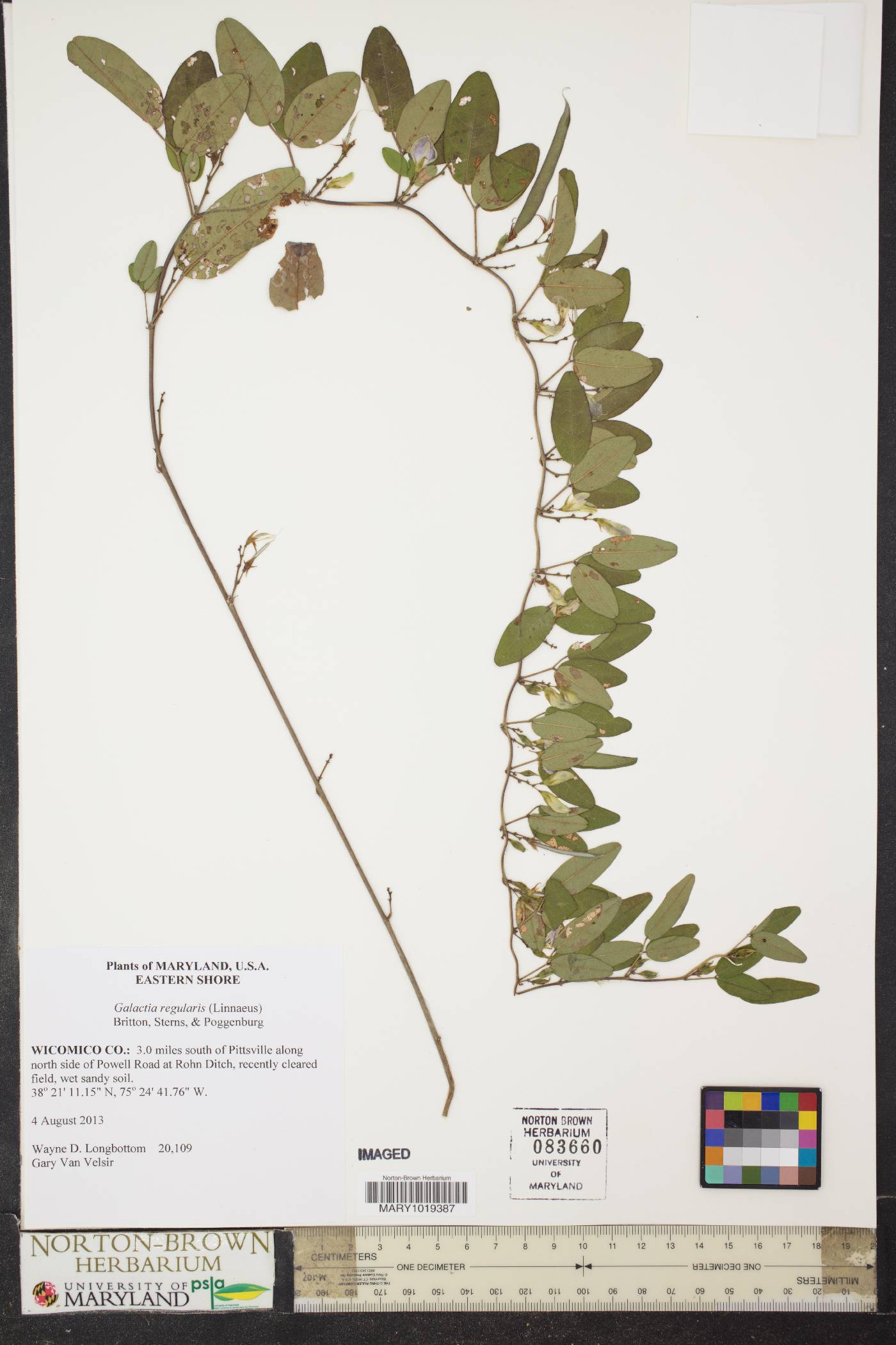 Galactia brachypoda image