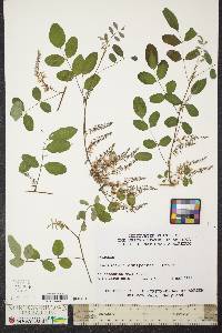 Indigofera amblyantha image