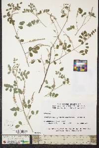 Indigofera pseudotinctoria image