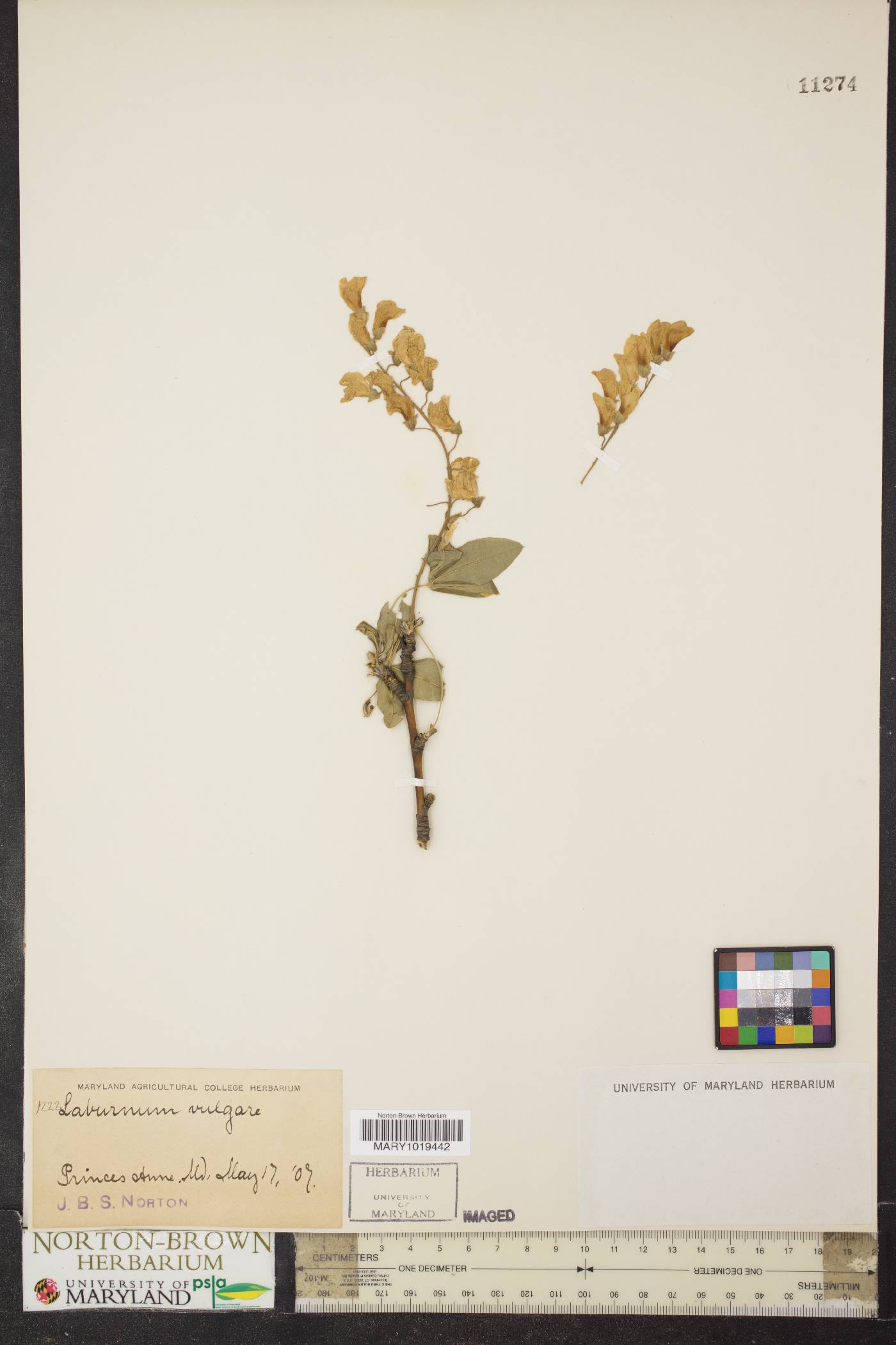 Laburnum anagyroides image