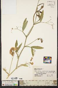 Lathyrus latifolius image