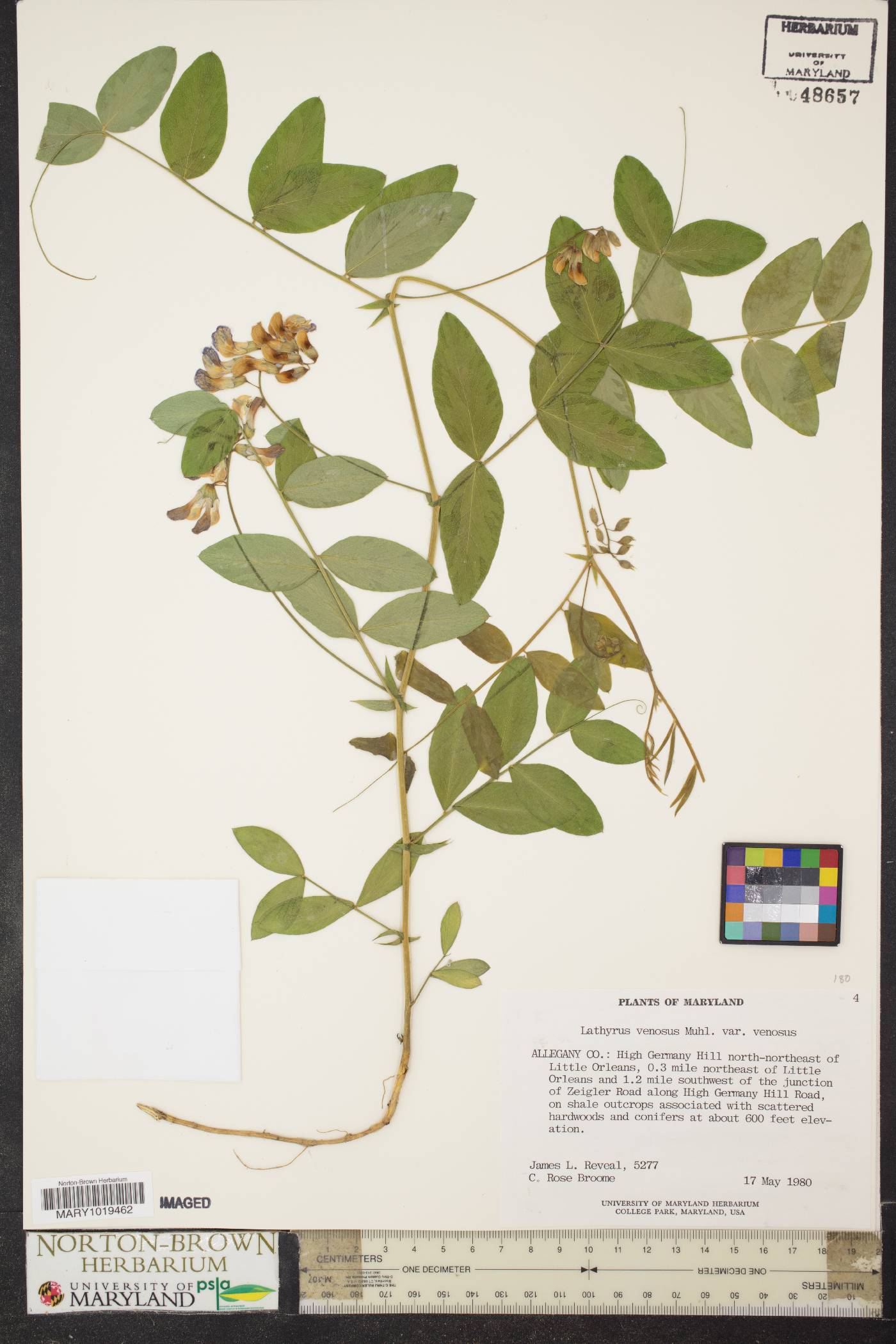 Lathyrus venosus var. venosus image