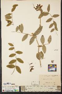 Lathyrus venosus image