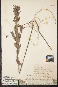 Lespedeza capitata image