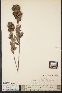 Lespedeza capitata image