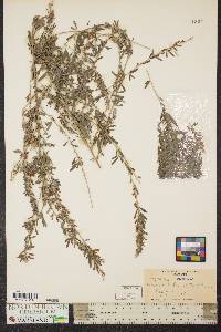 Lespedeza cuneata image