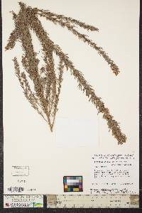 Lespedeza cuneata image