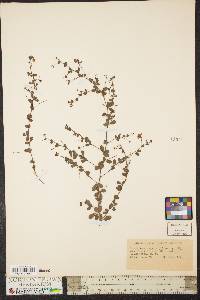 Lespedeza repens image