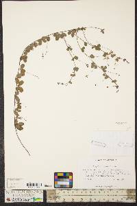 Lespedeza repens image