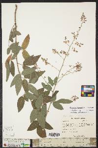 Desmodium canadense image