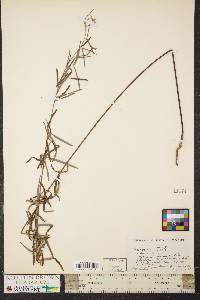 Desmodium strictum image