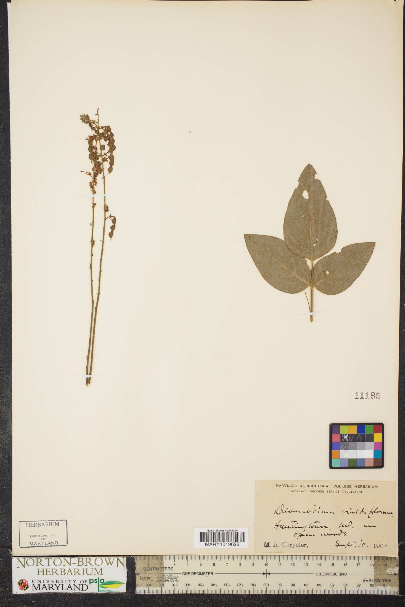 Desmodium viridiflorum image
