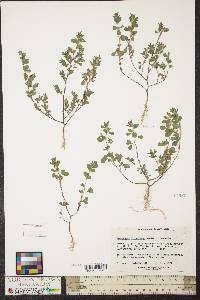 Lespedeza stipulacea image