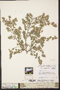 Lespedeza stipulacea image