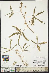 Mimosa pudica image