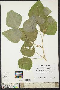 Phaseolus vulgaris image