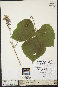 Pueraria montana image