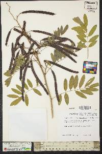 Cassia senna image