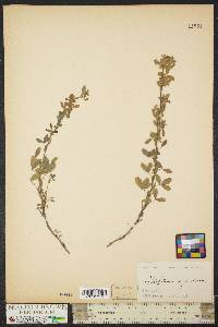 Trifolium aureum image