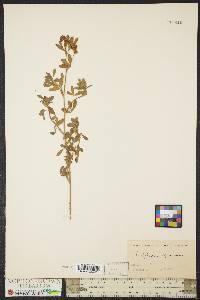 Trifolium aureum image