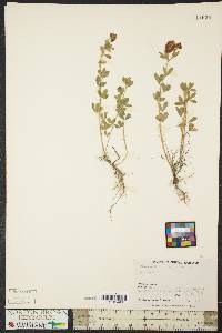 Trifolium aureum image