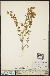 Trifolium arvense image