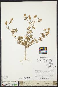 Trifolium arvense image