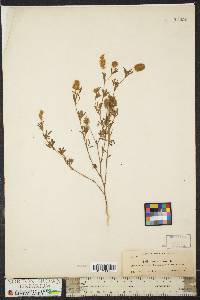 Trifolium arvense image