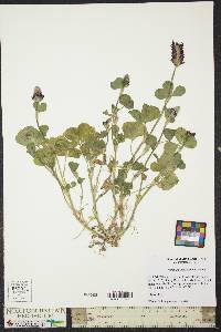 Trifolium incarnatum image